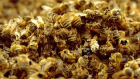 Biodiversity loss mars SDG success, report finds