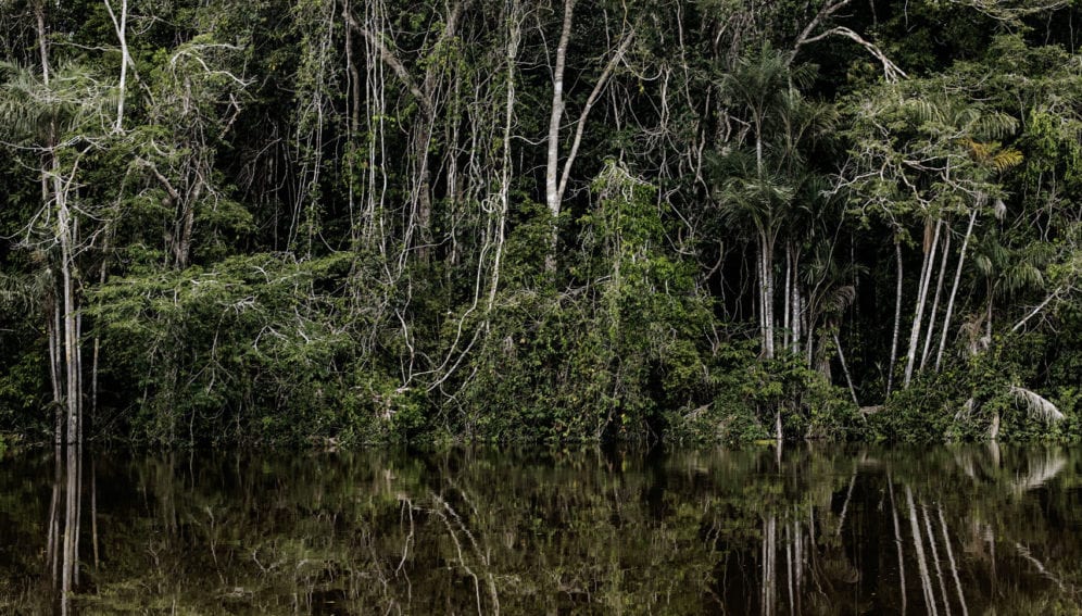 Dense forest
