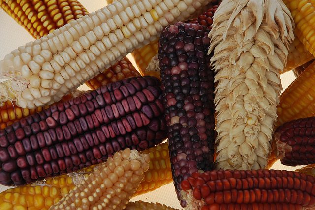 diversidad maiz_fonseca
