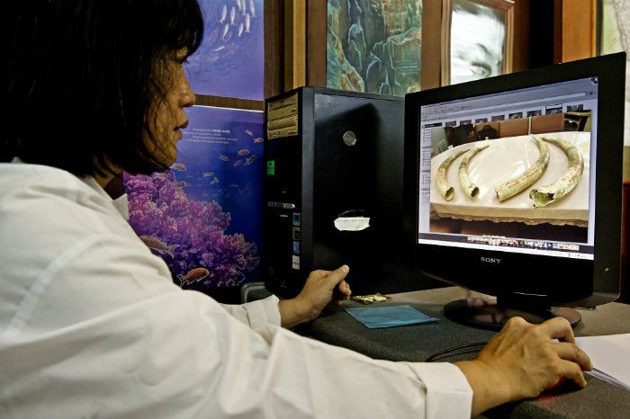 Elephant DNA testing.jpg