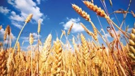 Wheat ancestor sequencing could bolster modern harvests