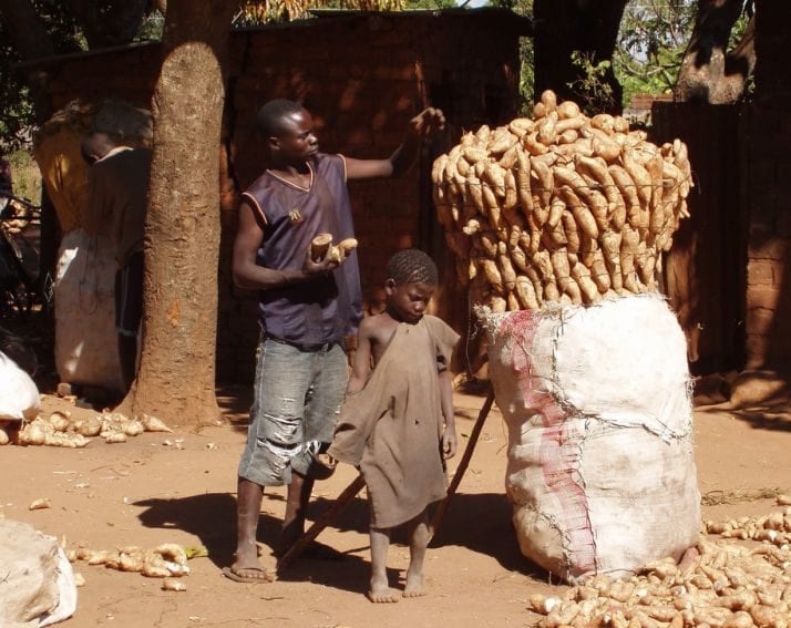Farmer packs sweet potato