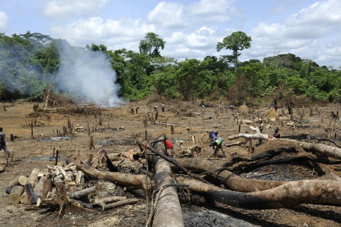 Forest being destroyed.jpg