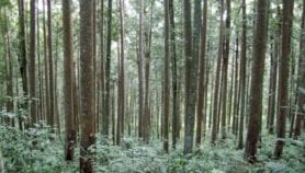 Indigenous people keep carbon locked in forests