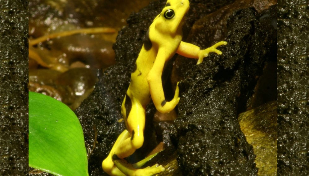 frog-846280_1920-adaptada