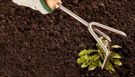 Africa calls for caution on glyphosate