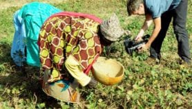 Climate change set to wreck African bean farming