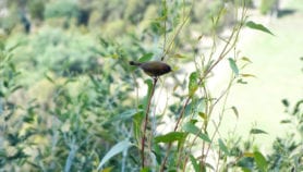 Biodiversity: Facts and figures