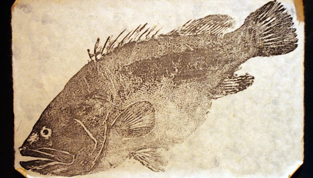 Grouper_FLickr_DigiPub_1024x654