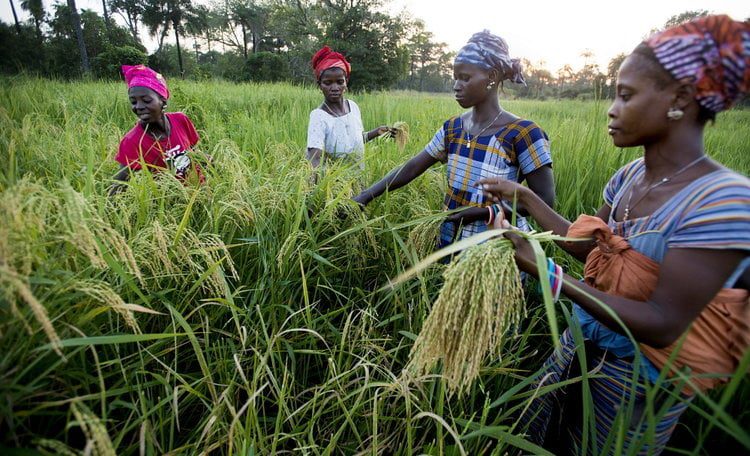Harvesting Rice_J.B. Russell_Panos