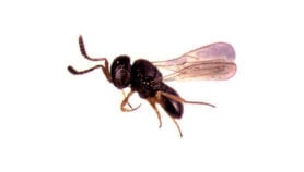 Biological weapon against fall armyworm found in Africa