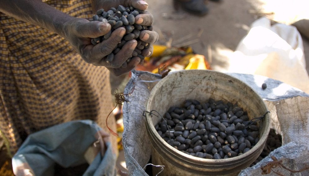 Jatropha beans_CIFOR (FILEminimizer)