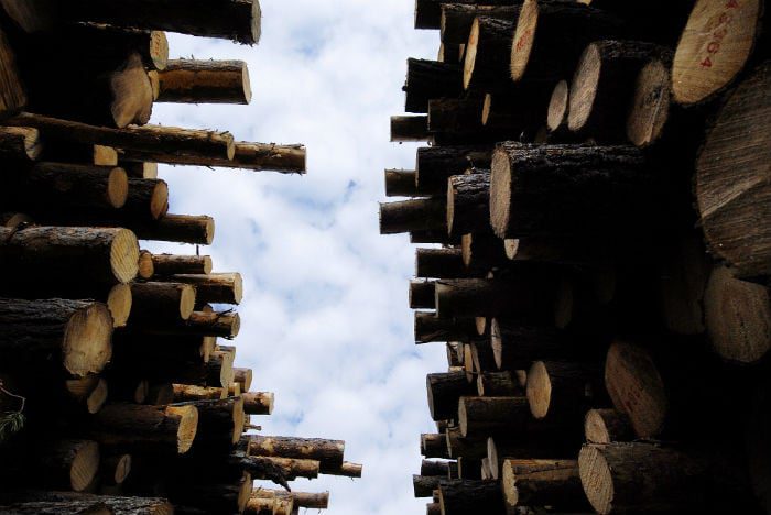 Logging carbon climate.jpg