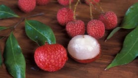 Lychee fruit can kill underfed kids