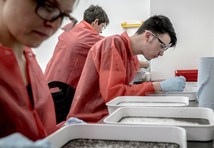 Malaria GM Mosquito UK lab.jpg