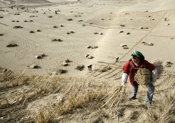 manual_labourers_plant_straw 2.jpg