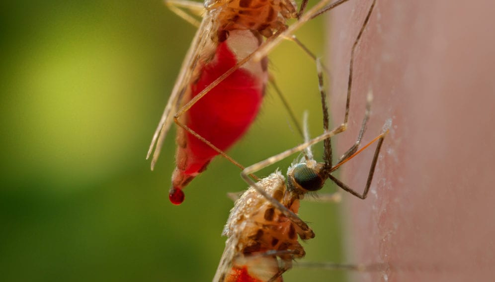 mosquitoes_having_bloodmeal