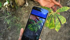 App ‘trained’ to spot crop disease, alert farmers
