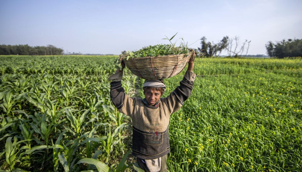 boy in maize and mustard field