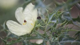 Indonesian herbarium goes digital