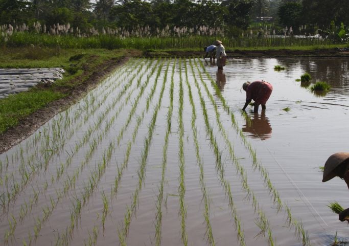 Planting rice