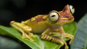 Ecuador names and shames biopirates