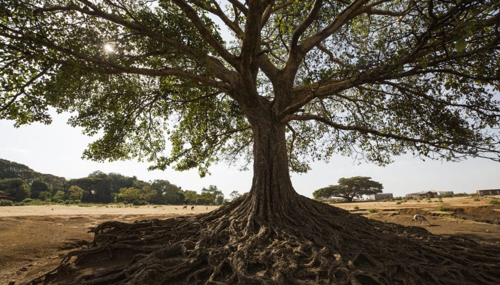 Ã¡rbol panos