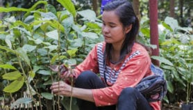 A how-to guide to restoring tropical forests