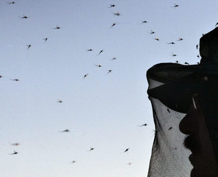 reindeer herder wears a mosquito