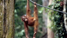 Overlooked rainfall and cooling effects of forests