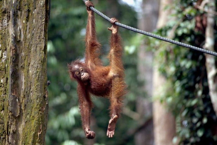 Rescued and orphaned orang-utans