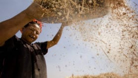 SciDev.Net Podcast: Batteries from rice husks and more