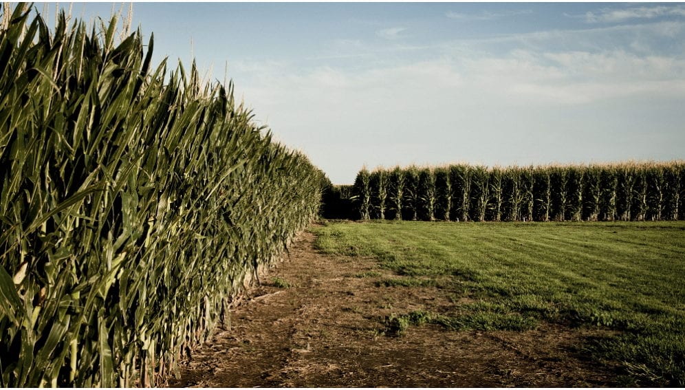 Rift in GM crops