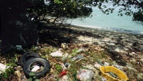 The wealth of forests