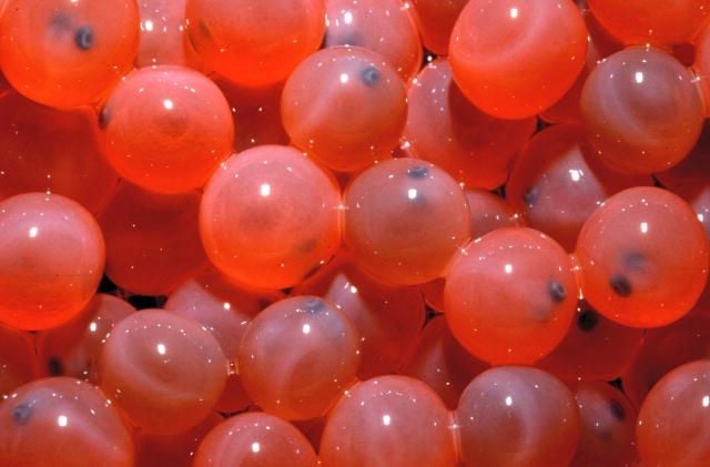 Salmon eggs_Aquabounty