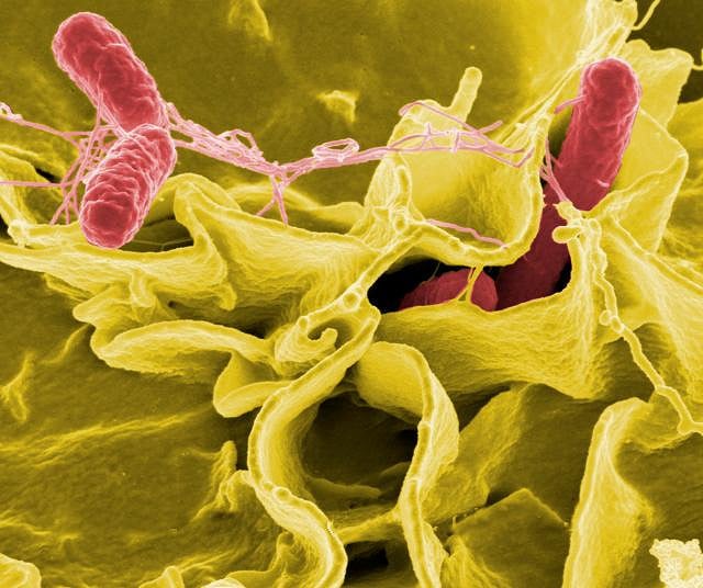 salmonella bacteria