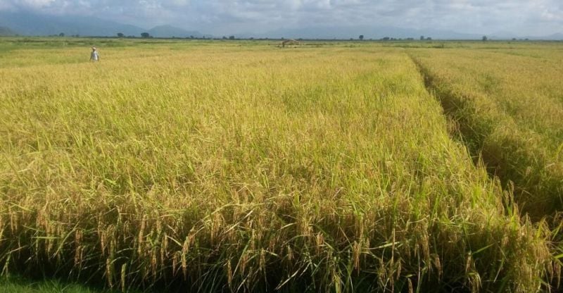 SATO 1 RICE VARIETY SALT TOLERANT