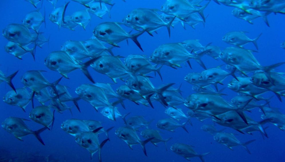 SchoolofPermits_Florida_Flickr_NOAAs National Ocean Service_1290x968