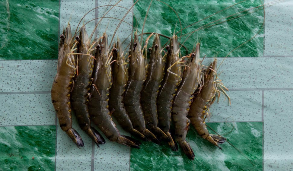 Shrimp_Worldfish
