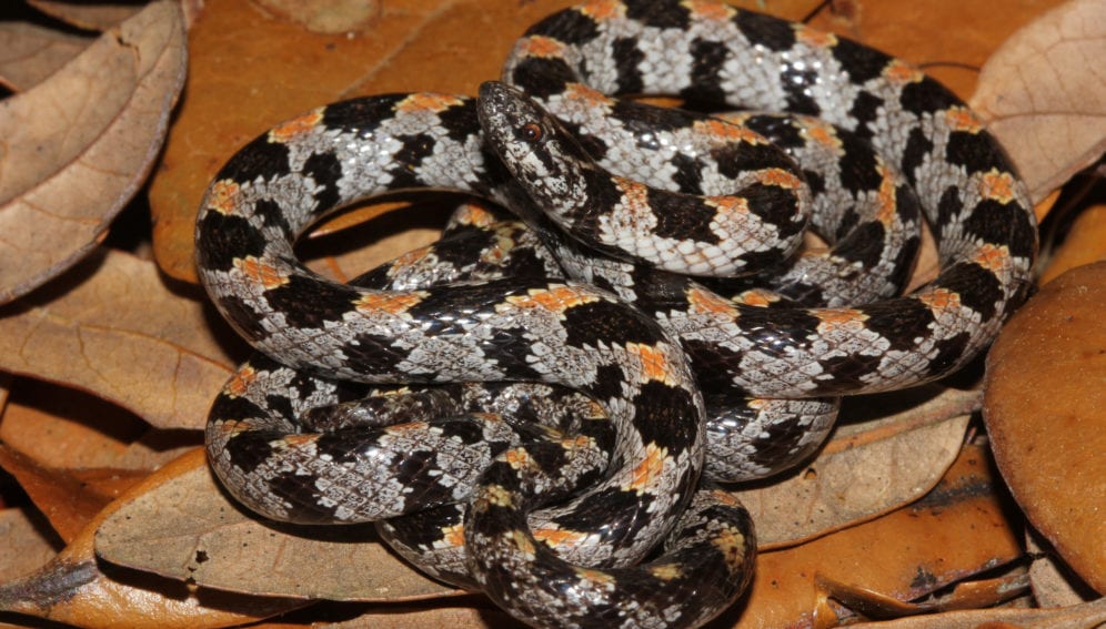 Snake_Flickr_Florida Fish and Wildlife