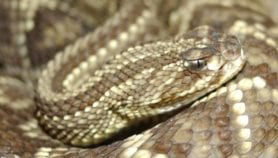 Snakebite resolution set for Health Assembly approval