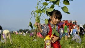 Fairy tale hints at dark side of pulses