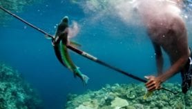 Fisheries indicators ‘too narrow’ to show real impact