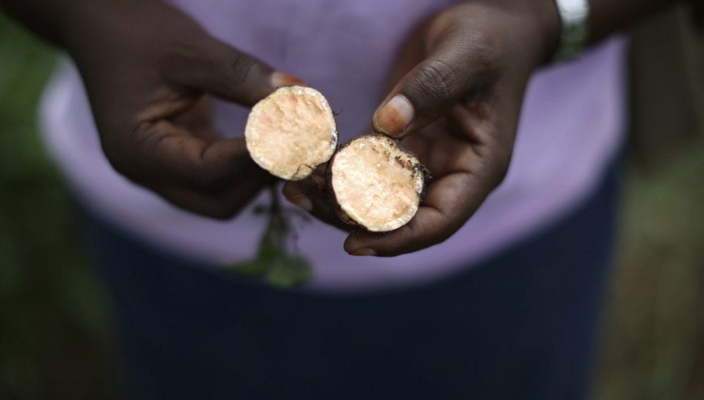 Sweet Potato_Brian Sokol_IDRC_Panos