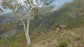 How better seeds make Timor-Leste climate resilient