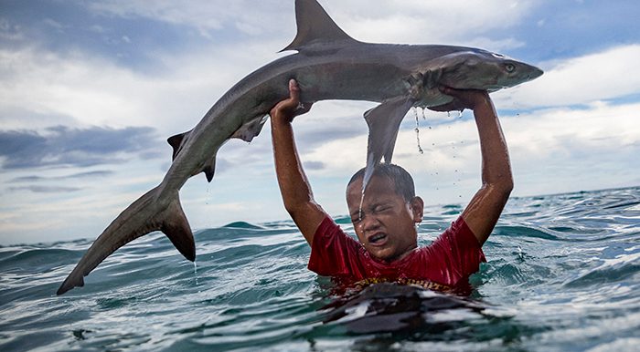 Pacific fish migration