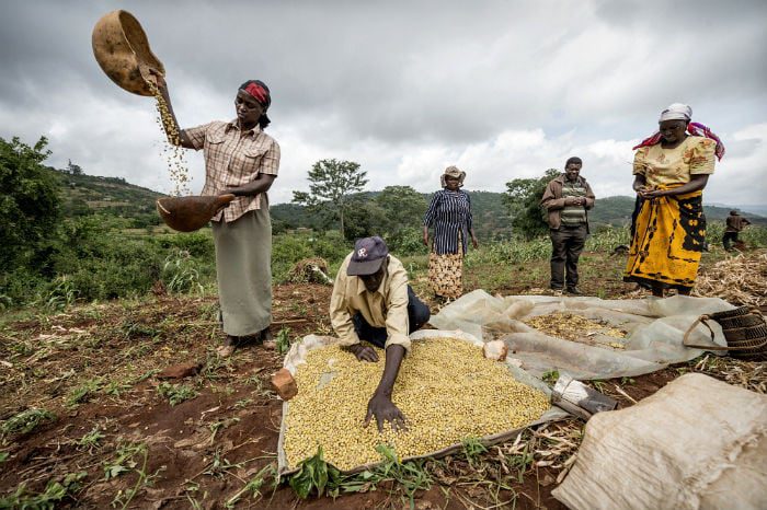 winnowing Katumani beans