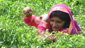 Educating women key to sustainable farming in Africa