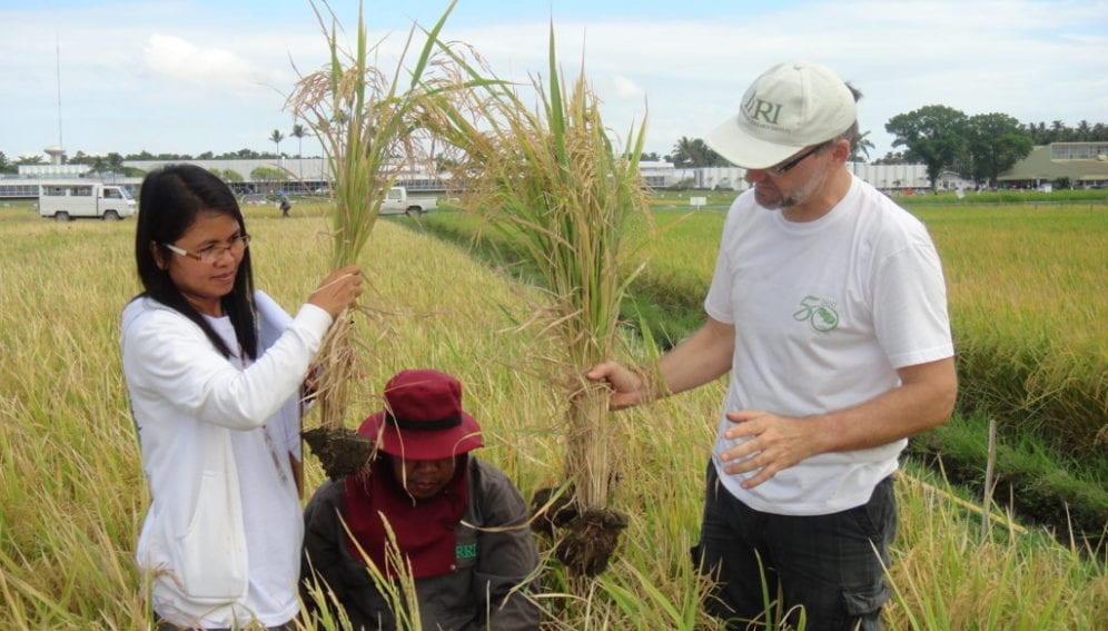 YeldComponents_Flickr_IRRI_Images_4608x3456