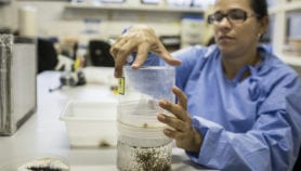 GM mosquitoes protect Brazilian city from Zika